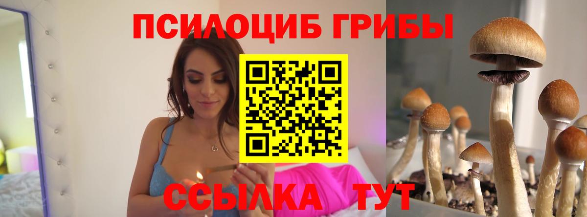 Дмитров  Псилоцибиновые грибы прущие грибы  Псилоцибиновые грибы Psilocybe  купить   Вход с VPN 